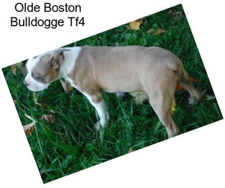 Olde Boston Bulldogge Tf4
