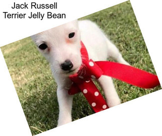 Jack Russell Terrier Jelly Bean