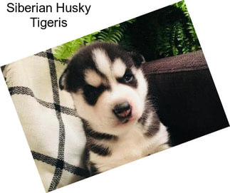 Siberian Husky Tigeris