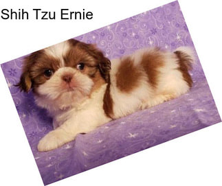 Shih Tzu Ernie