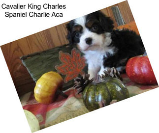 Cavalier King Charles Spaniel Charlie Aca