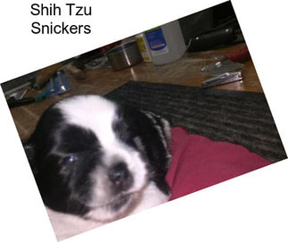 Shih Tzu Snickers