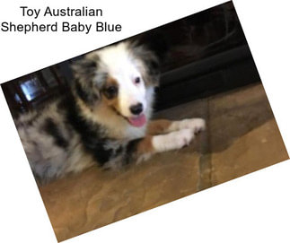 Toy Australian Shepherd Baby Blue
