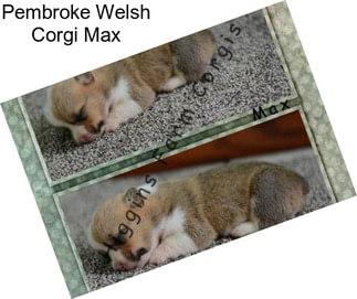 Pembroke Welsh Corgi Max