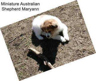 Miniature Australian Shepherd Maryann