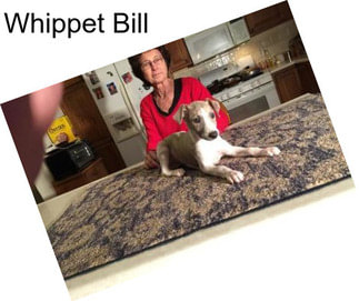 Whippet Bill