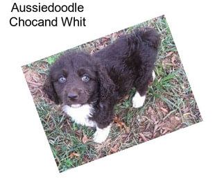 Aussiedoodle Chocand Whit