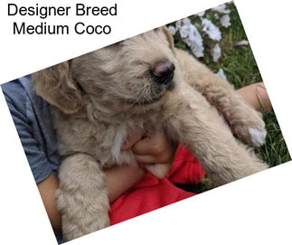 Designer Breed Medium Coco