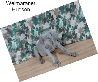 Weimaraner Hudson