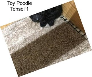 Toy Poodle Tensel 1