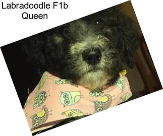 Labradoodle F1b Queen