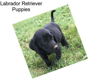 Labrador Retriever Puppies