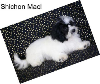 Shichon Maci
