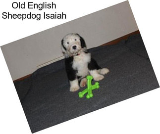 Old English Sheepdog Isaiah
