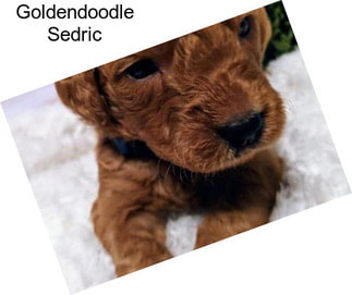 Goldendoodle Sedric