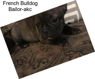 French Bulldog Bailor-akc