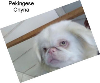 Pekingese Chyna