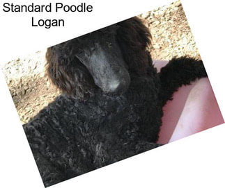 Standard Poodle Logan