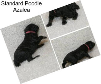 Standard Poodle Azalea