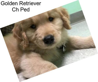 Golden Retriever Ch Ped