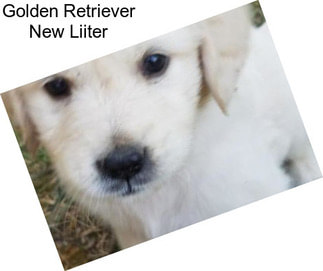 Golden Retriever New Liiter