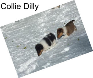 Collie Dilly