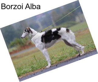 Borzoi Alba