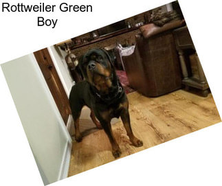 Rottweiler Green Boy