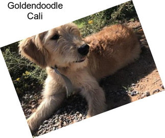 Goldendoodle Cali