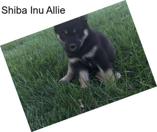 Shiba Inu Allie