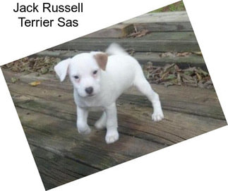 Jack Russell Terrier Sas