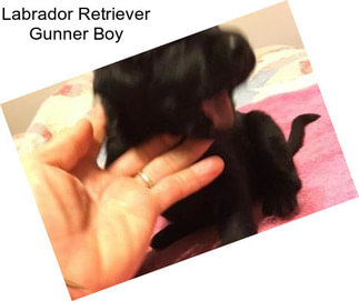Labrador Retriever Gunner Boy