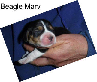 Beagle Marv