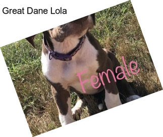 Great Dane Lola