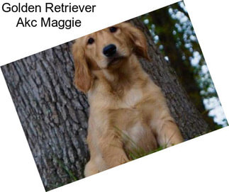 Golden Retriever Akc Maggie