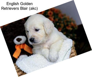 English Golden Retrievers Blair (akc)