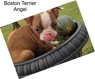 Boston Terrier Angel