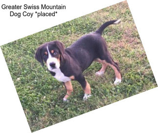 Greater Swiss Mountain Dog Coy *placed*