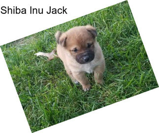 Shiba Inu Jack