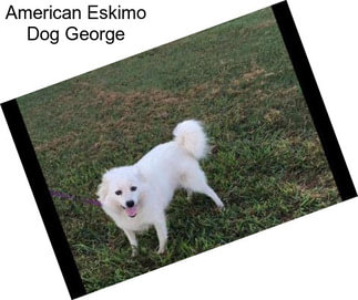 American Eskimo Dog George