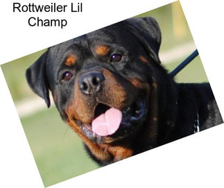 Rottweiler Lil Champ