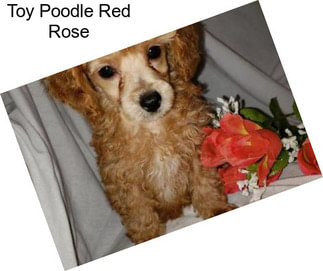 Toy Poodle Red Rose