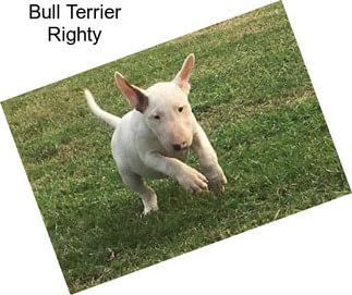 Bull Terrier Righty