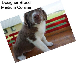 Designer Breed Medium Colaine