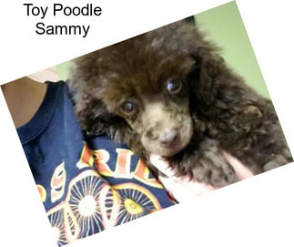 Toy Poodle Sammy