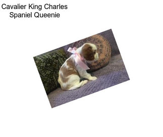 Cavalier King Charles Spaniel Queenie
