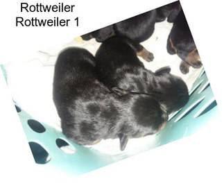 Rottweiler Rottweiler 1