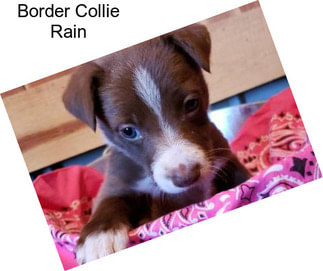 Border Collie Rain