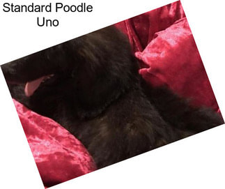 Standard Poodle Uno