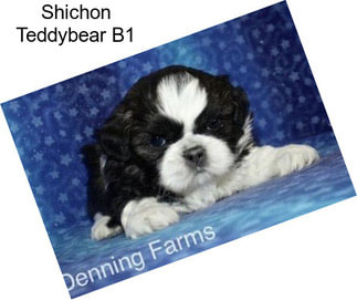 Shichon Teddybear B1